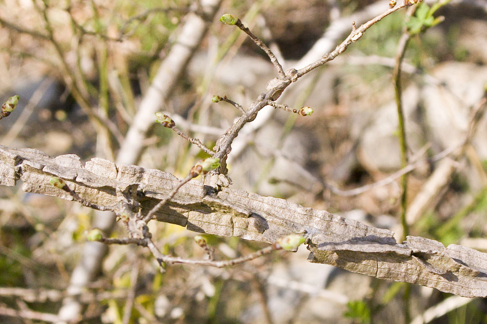 Corteccia strana... Ulmus minor / Olmo campestre